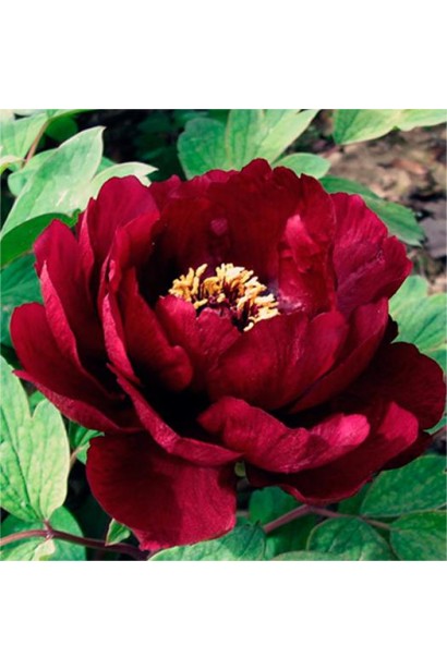 Бутони півонії деревовидна Блек